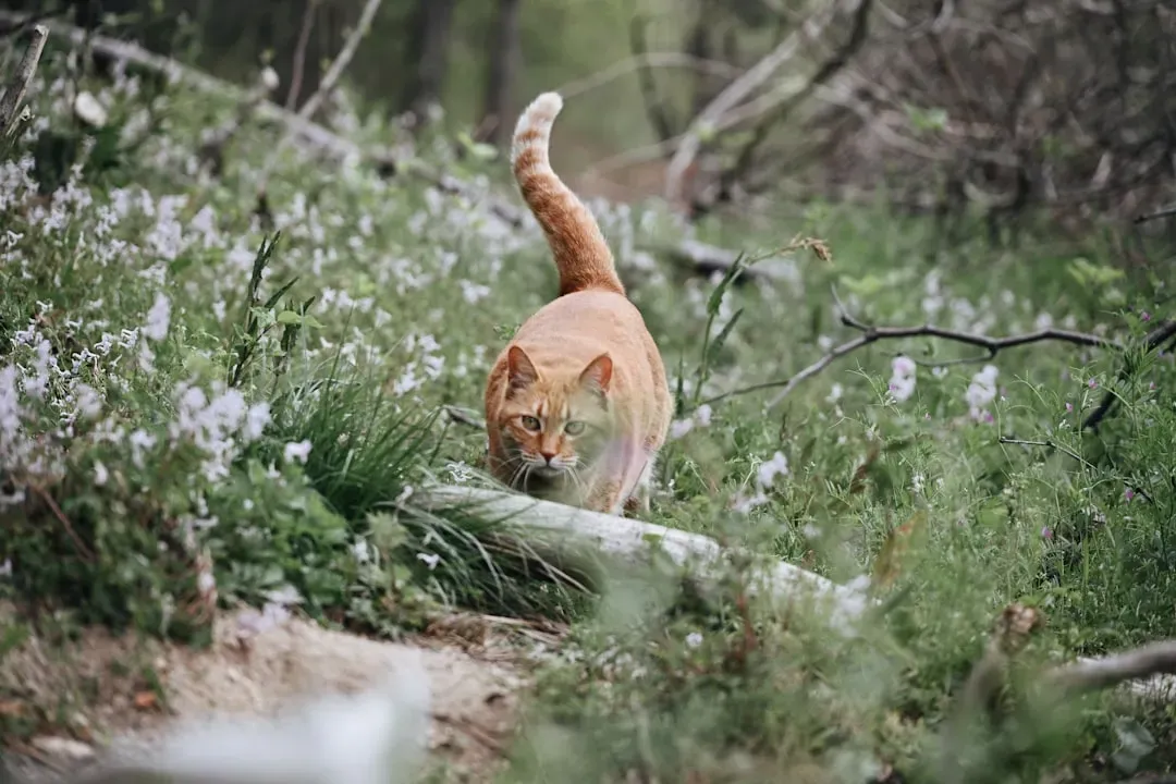 Conclusion: The Tail Always Tells the Truth (Image Credits: Unsplash)