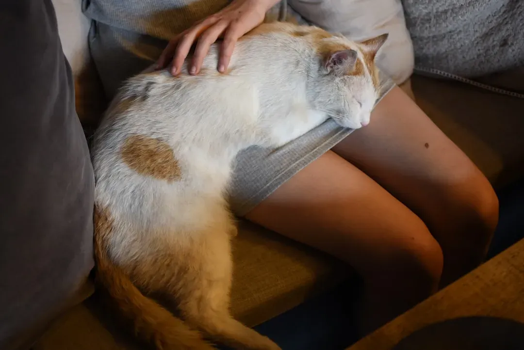 Your Cat’s Nighttime Choice Is Often About Deep Trust and Safety (Image Credits: Unsplash)