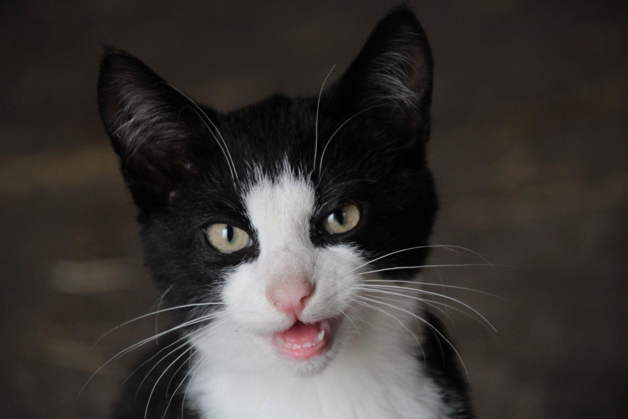 Soft Vocalizations and Gentle Sounds (Image Credits: Pixabay)