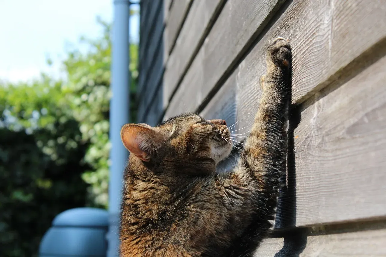 Scratching: Territory Marking in Action (Image Credits: Pixabay)