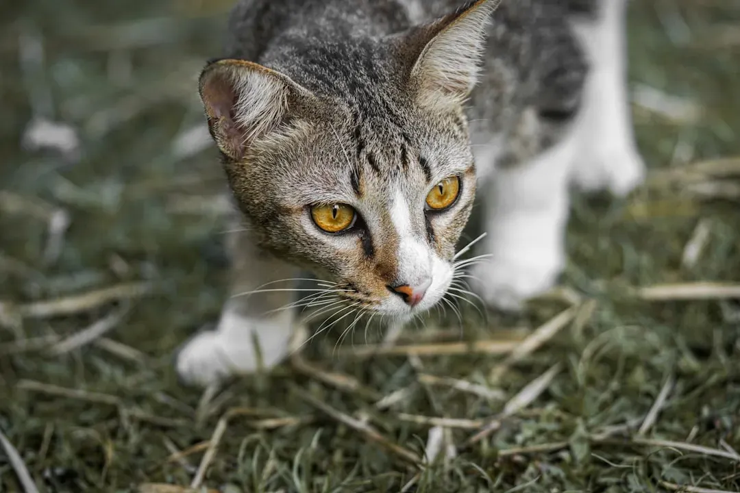 Your Cat Thinks You Might Need a Hunting Lesson (Image Credits: Unsplash)