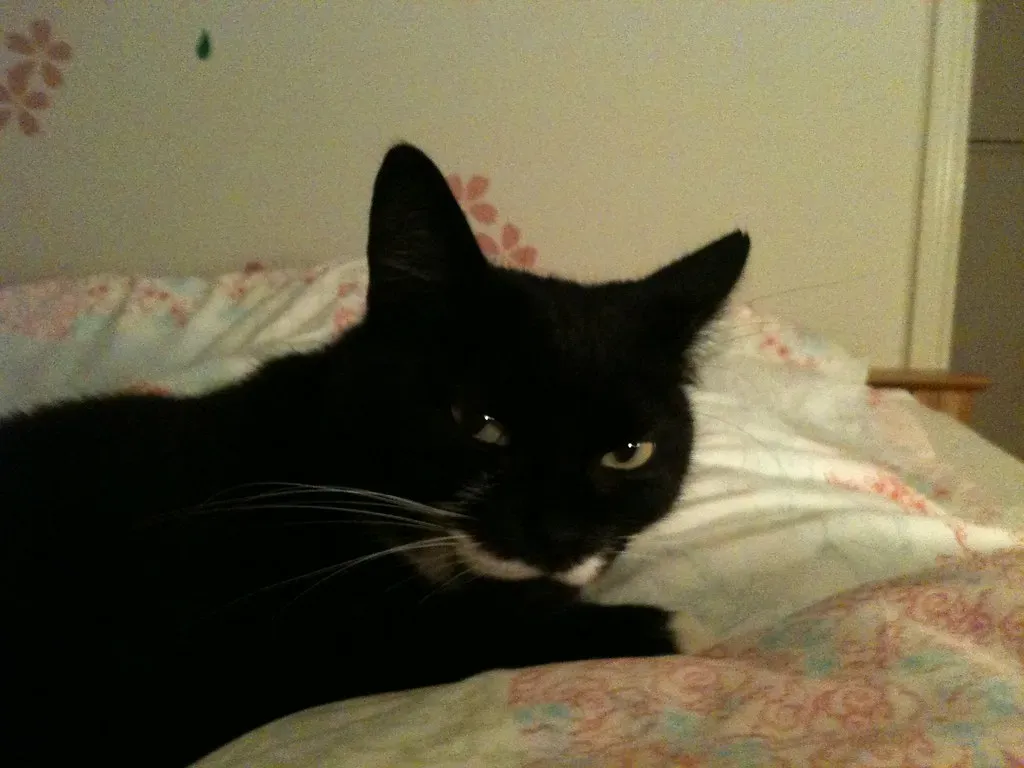 Old Socks (Image Credits: Flickr)