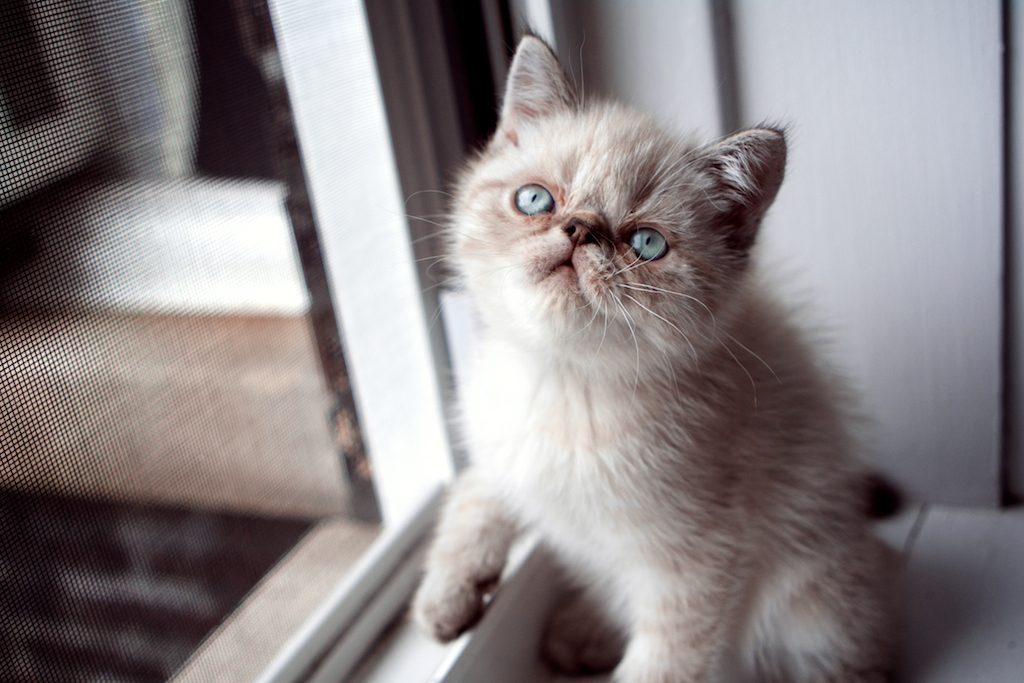 Exotic Shorthair: The Low-Key Sweetheart (Image Credits: Flickr)