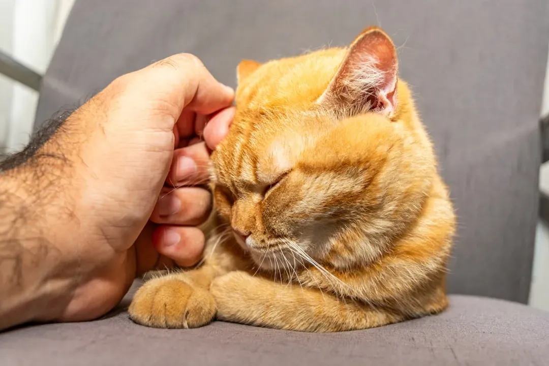2. Cheek Rubs Along Your Hands, Legs, and Even Your Phone (Image Credits: Unsplash)