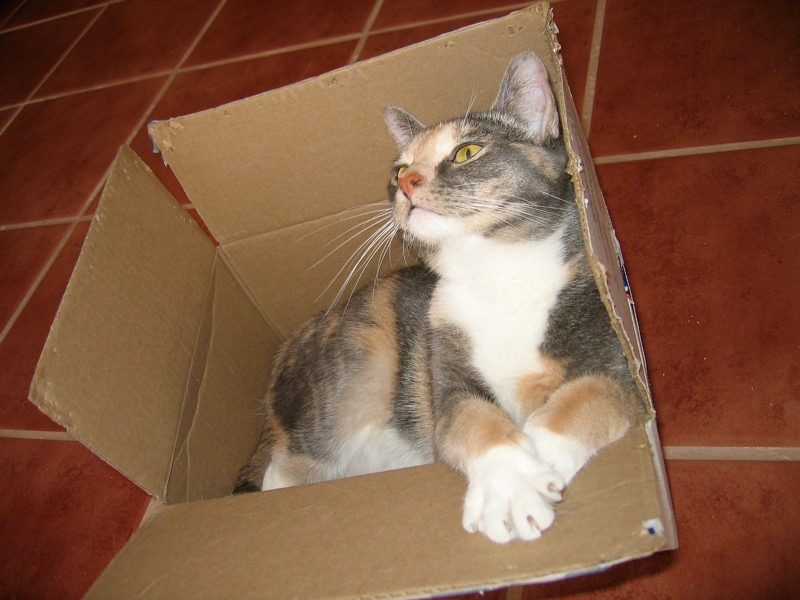 Enclosed Spaces and Cardboard Boxes – The Safe Haven (Image Credits: Flickr)