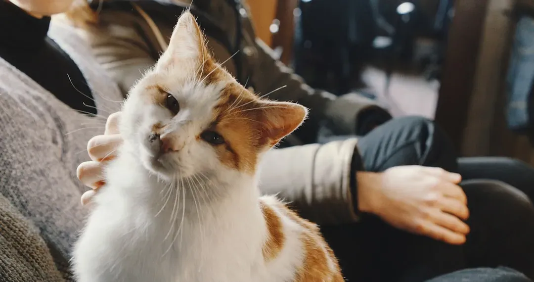 How avoidant and secure cats actually differ (Image Credits: Unsplash)