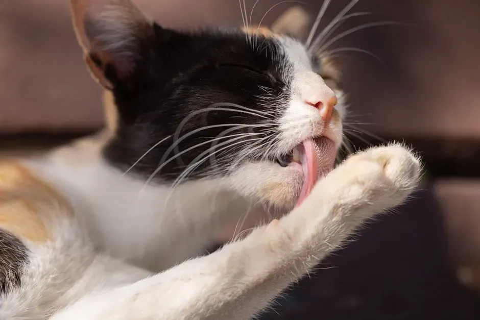 #2 Scent transfer is the explanation everyone assumes first (Image Credits: Pexels)