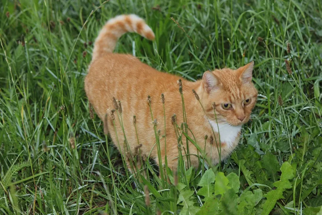 Why Territorial Marking Is Actually About Survival (Image Credits: Unsplash)