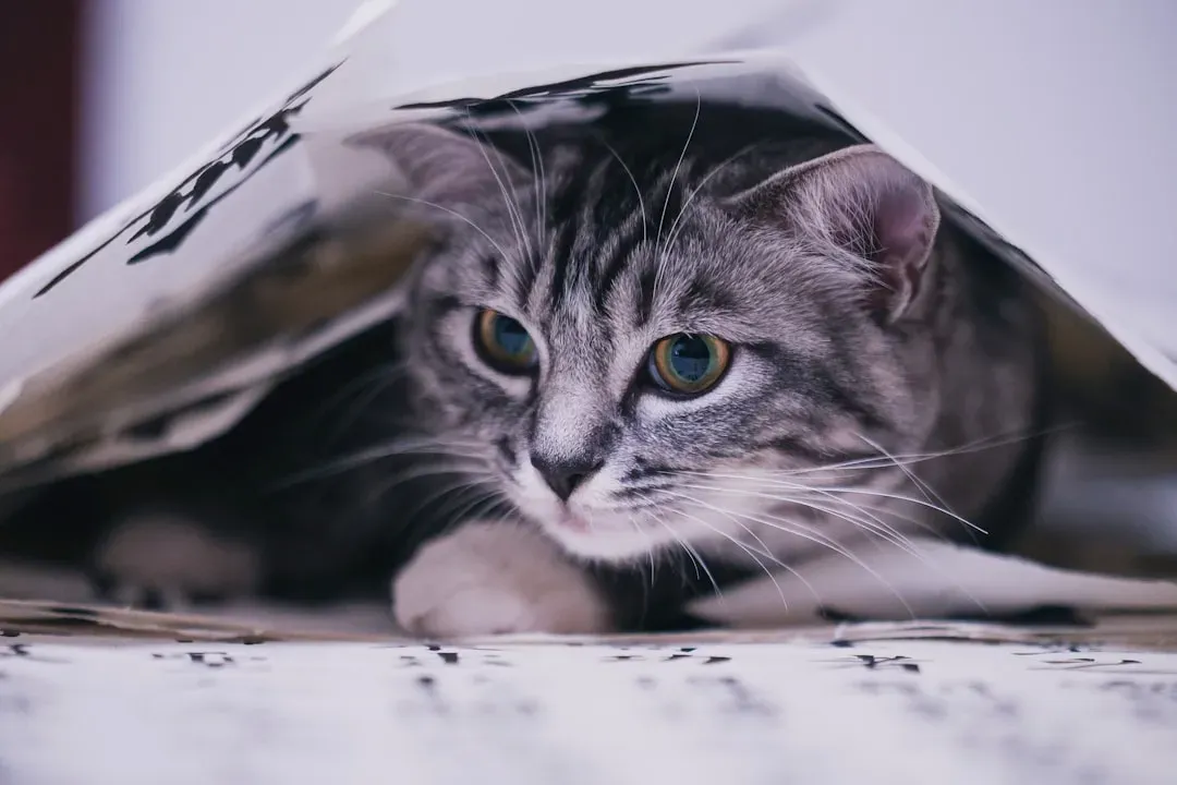 Conclusion: Living With a Covert Agent (Image Credits: Unsplash)