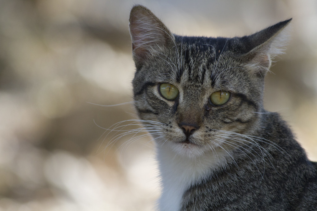 Understanding Your Cat's Secret World (Image Credits: Flickr)