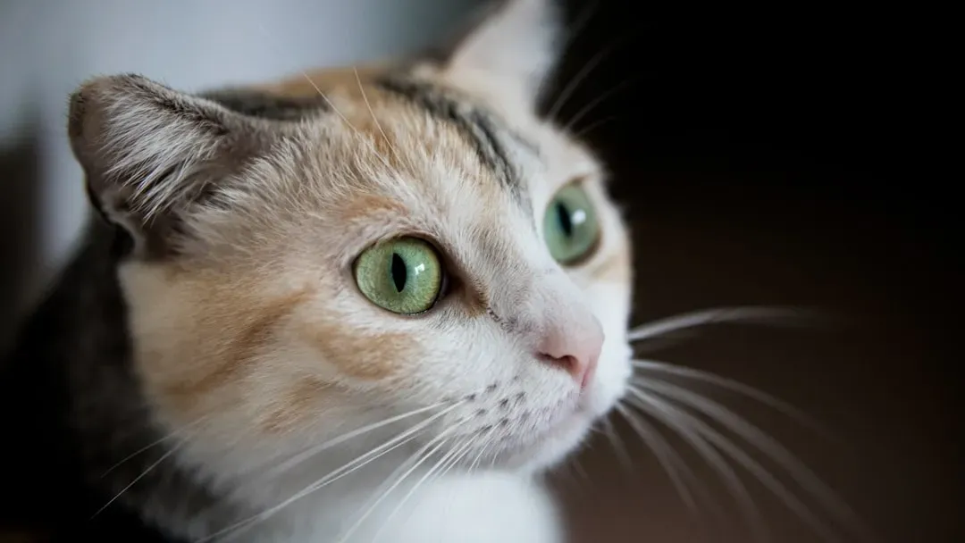 Those Iconic Slit Pupils Are a Precision Engineering Marvel (Image Credits: Unsplash)