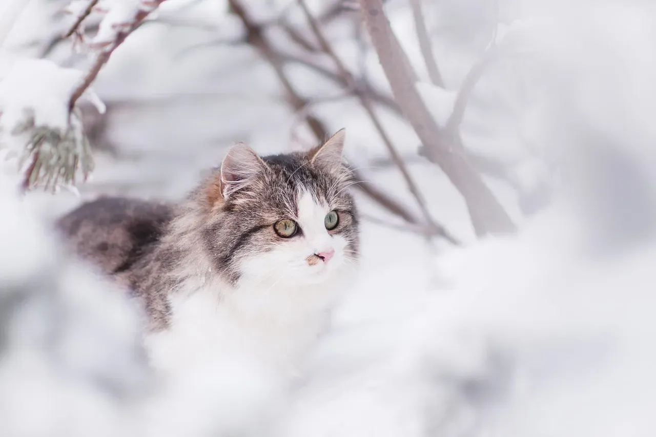 Siberian: Built for Extreme Weather (Image Credits: Pixabay)