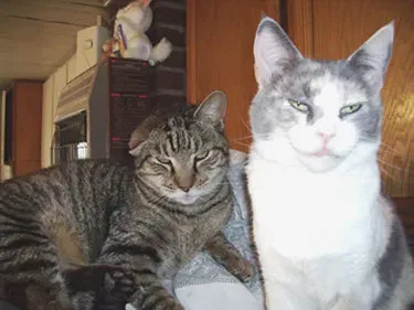 Embracing the Emotional Connection (Image Credits: Flickr)