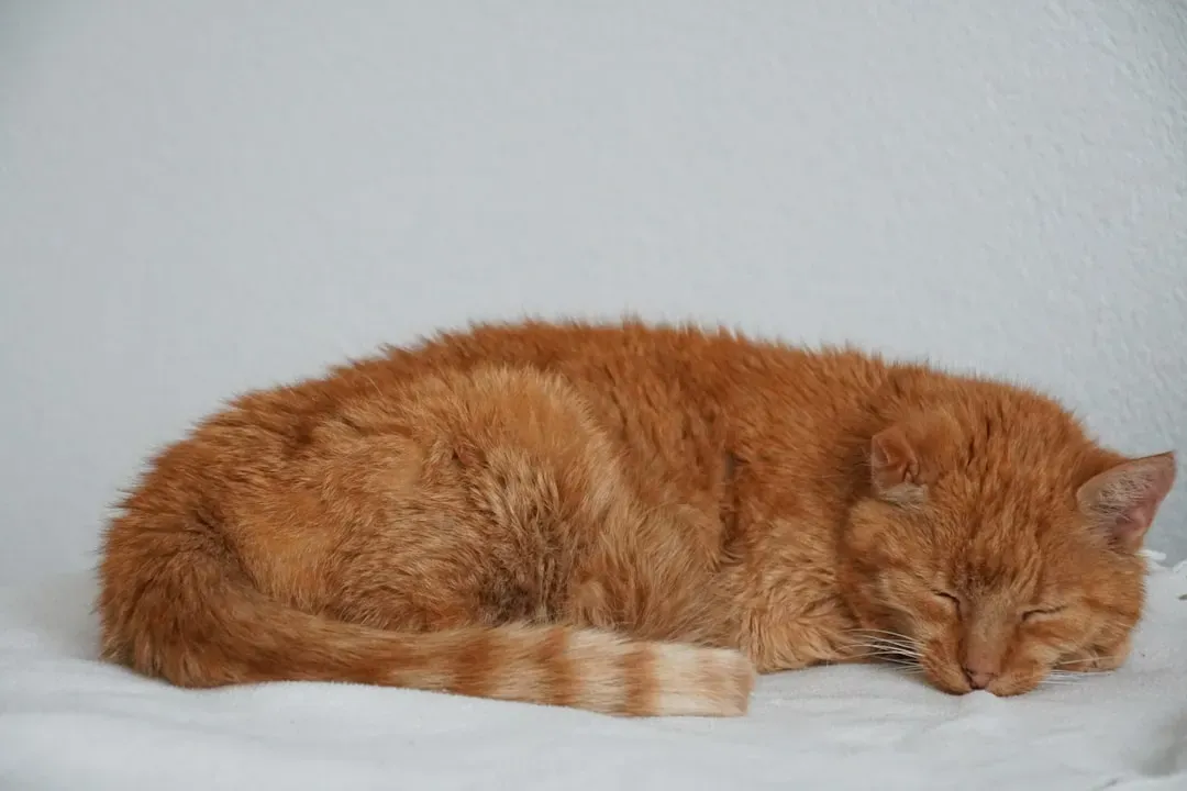 Creating the Perfect Power Snooze Environment (Image Credits: Unsplash)