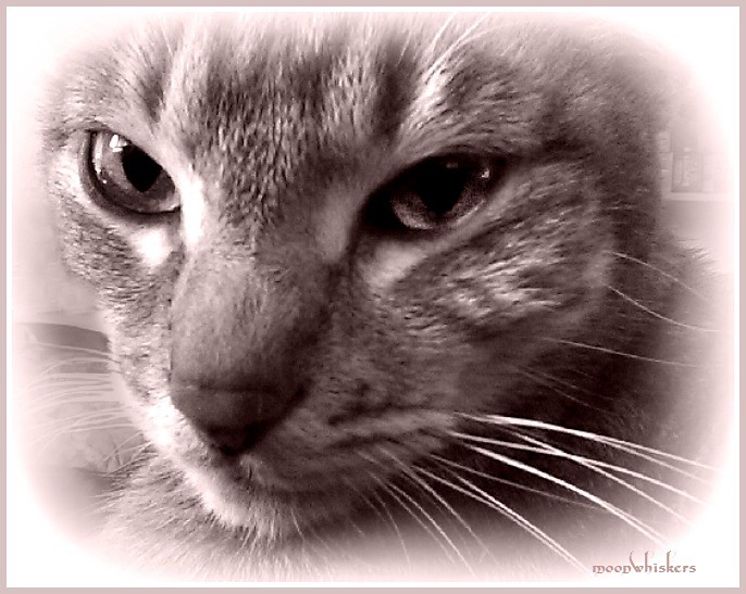 The Purring Connection: Neutralizing Negative Energy (Image Credits: Flickr)