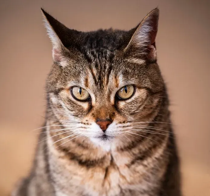 Body Language: How You Accidentally “Answer” Your Cat’s Question (Image Credits: Pexels)