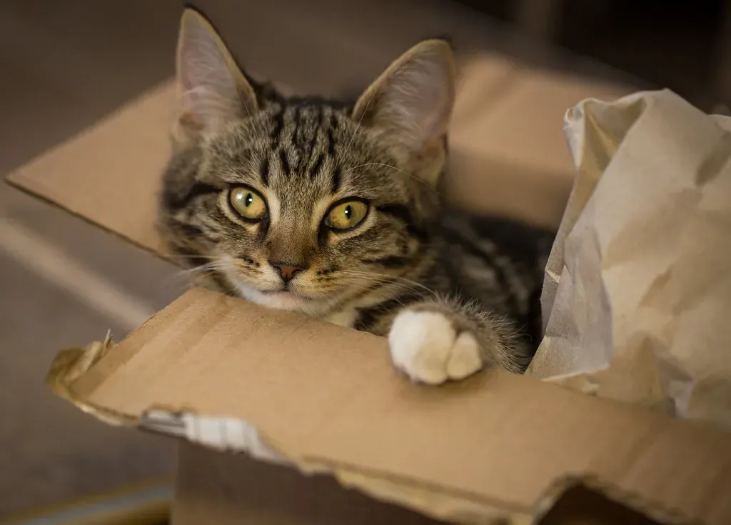 Boxes as a Playground and a Sensory Adventure (Image Credits: Flickr)