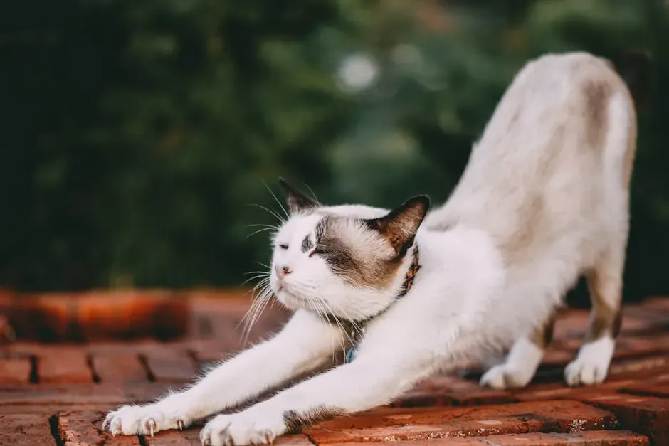 The Collarbone Advantage: Why Your Cat Can Squeeze and Twist Like No Other (Image Credits: Pexels)