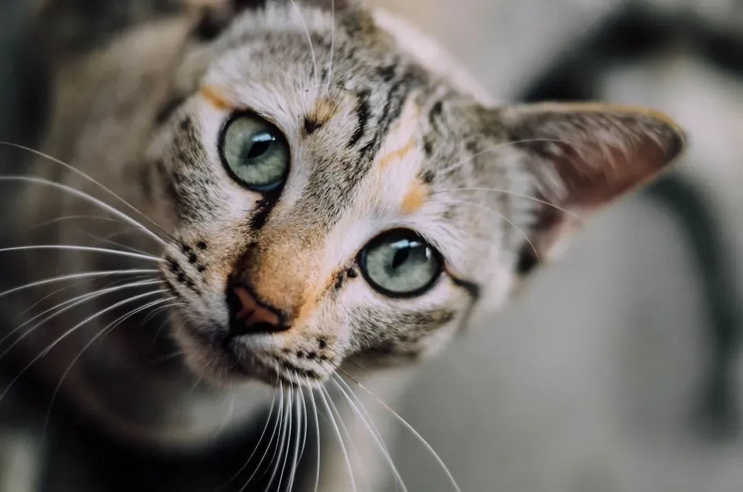 Conclusion: Sharing a Home With a Creature From Another Sensory World (Image Credits: Unsplash)