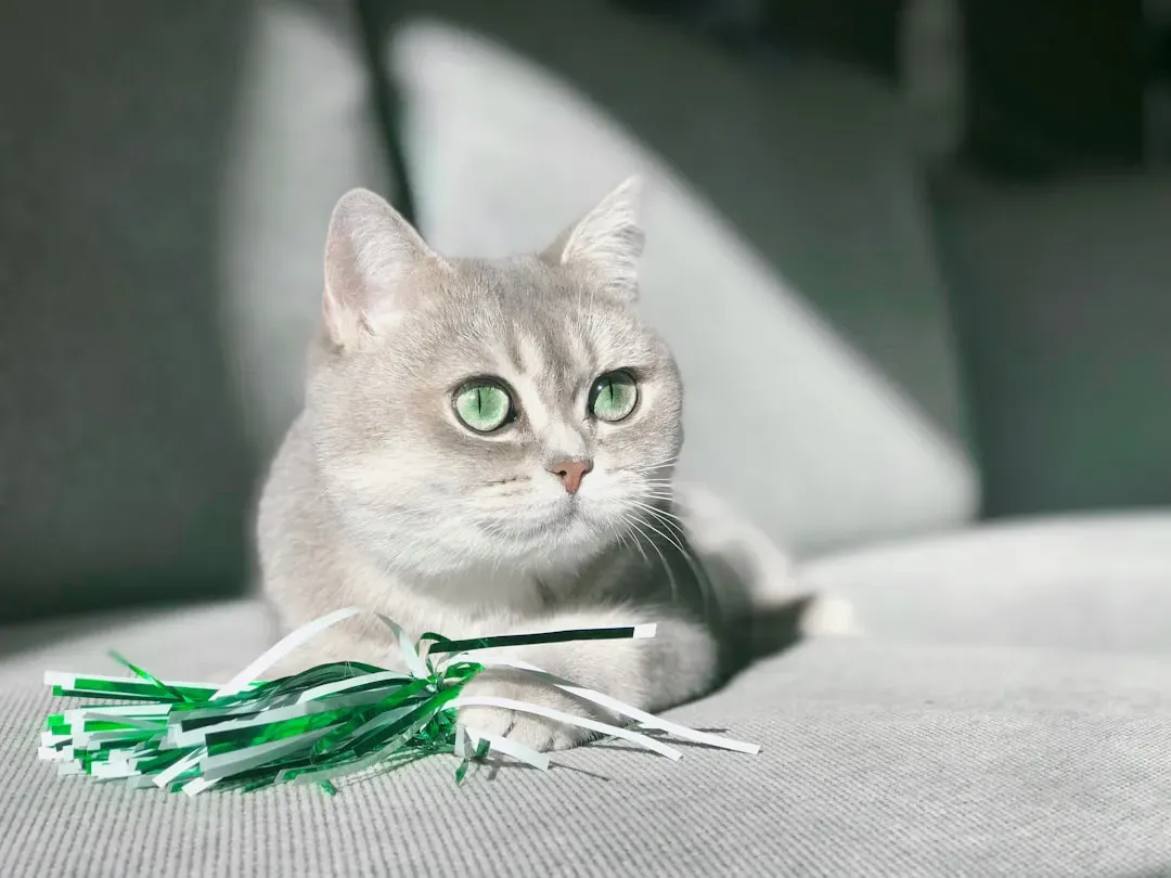 They Might Be Asking You to “Activate” the Toy (Image Credits: Unsplash)