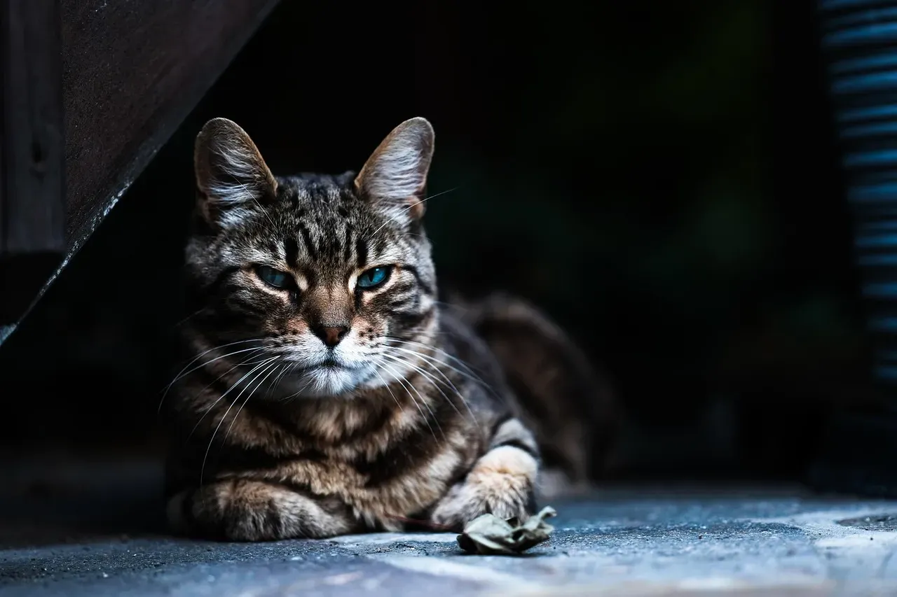 Using Special Tick Removal Tools (Image Credits: Pixabay)