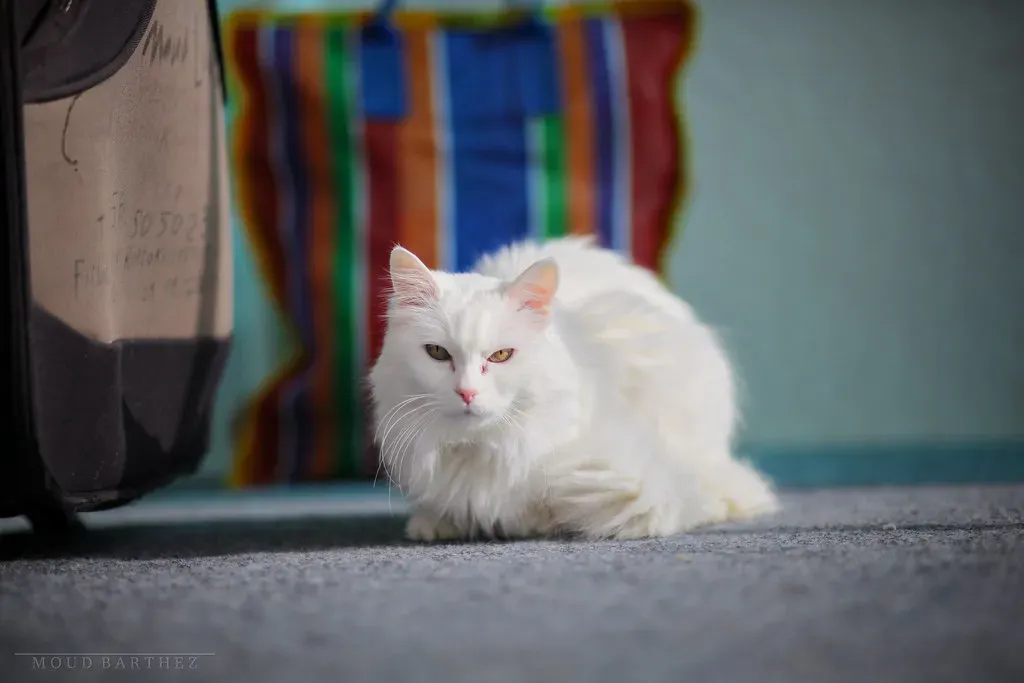 2. Let Them Come to You (Image Credits: Flickr)