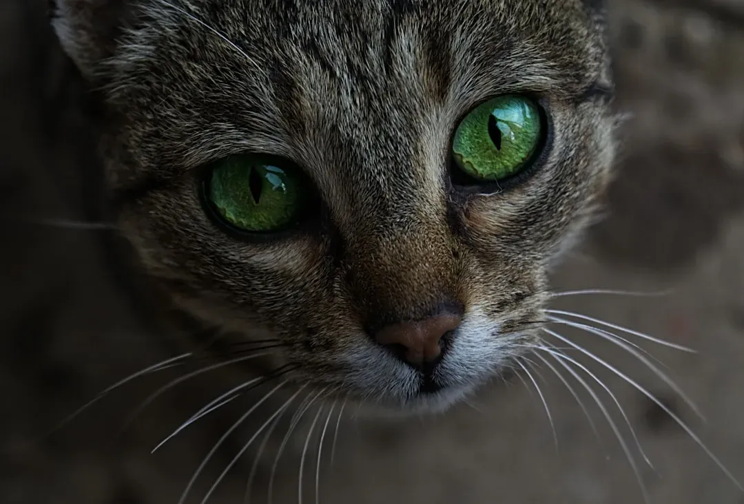 12. Your Cat's Night Vision Changes With Age - and Can Be Impaired (Image Credits: Unsplash)