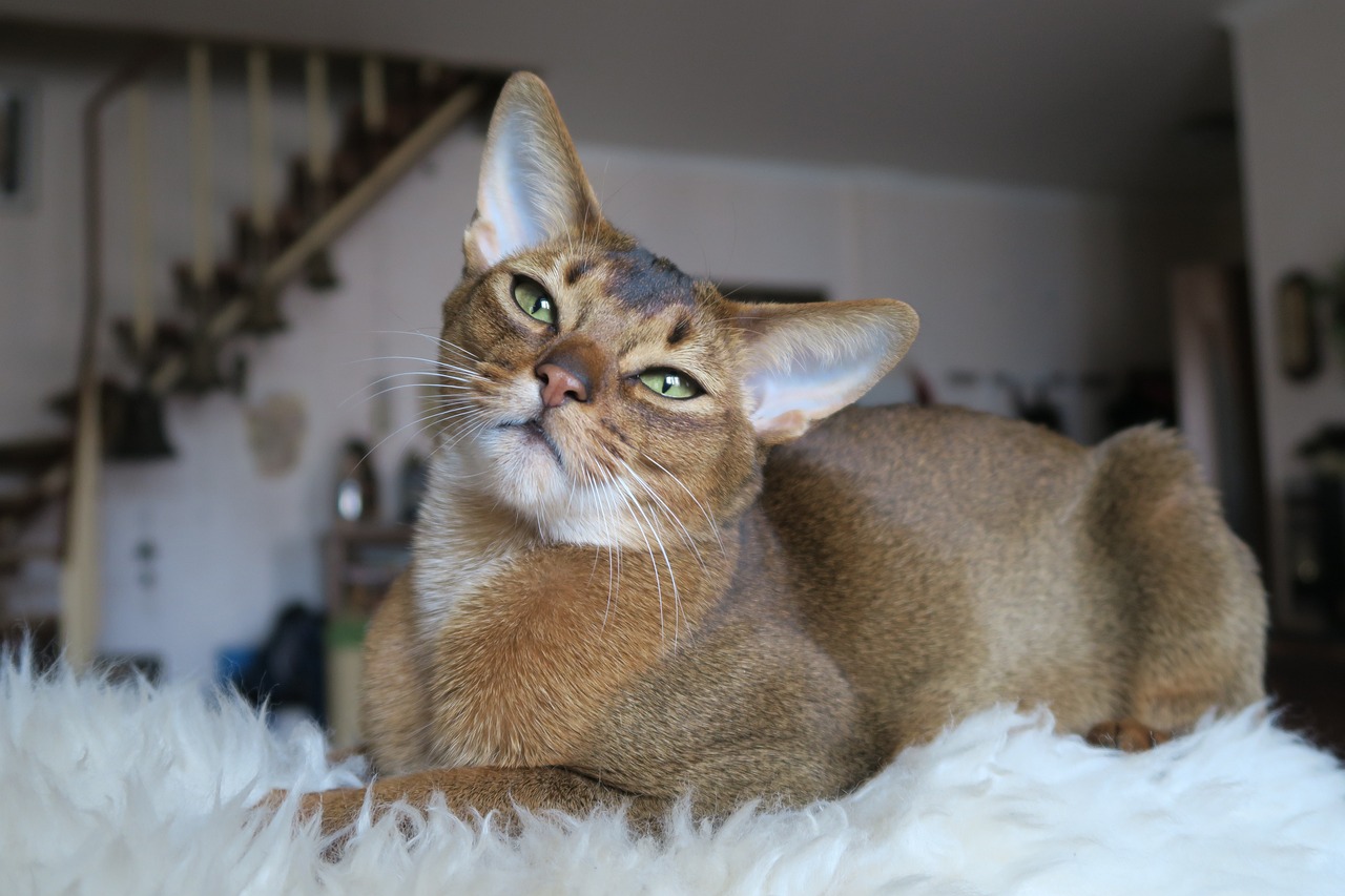 Abyssinian Cats (Image Credits: Pixabay)
