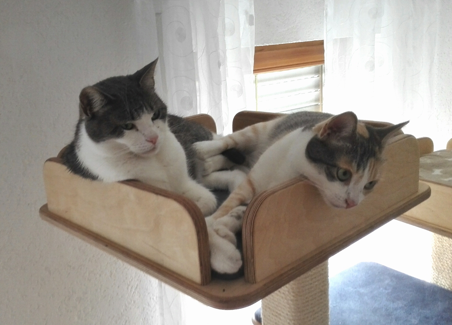 You Don't Have Enough Scratching Options (Image Credits: Wikimedia)