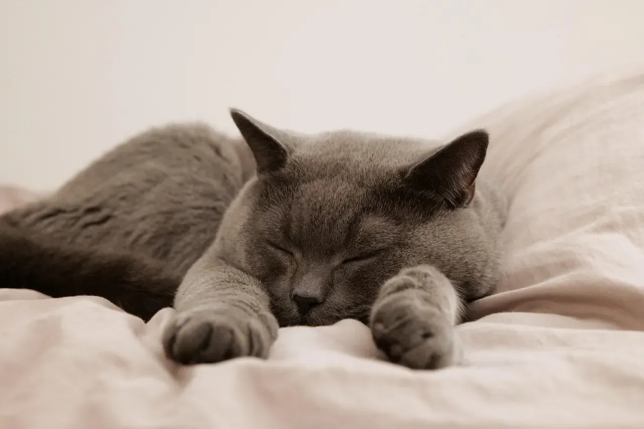 The Sleep-Hygiene Connection You Need to Know (Image Credits: Pixabay)