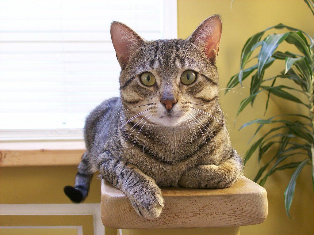 Yes, They Hear You Perfectly Well (Image Credits: Flickr)