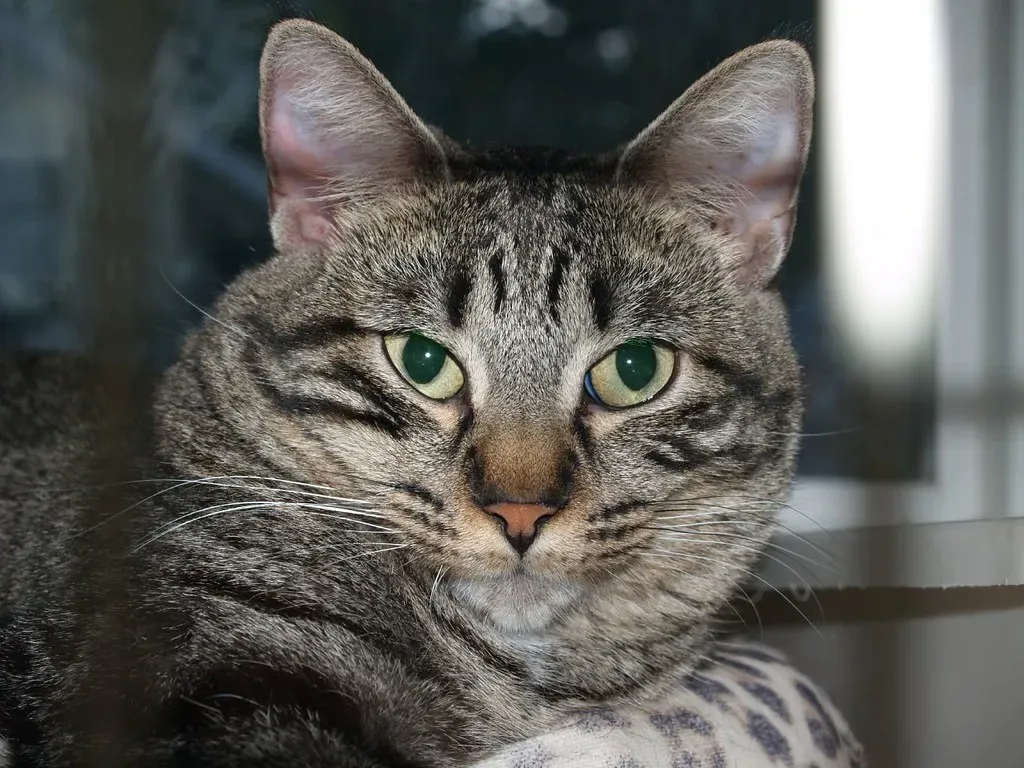 Unusual Vocalizations or Complete Silence (Image Credits: Flickr)