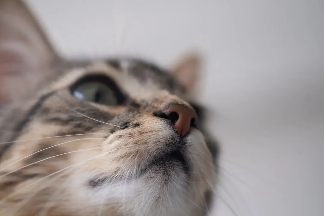 The Nostril You Never Thought Mattered (Image Credits: Unsplash)