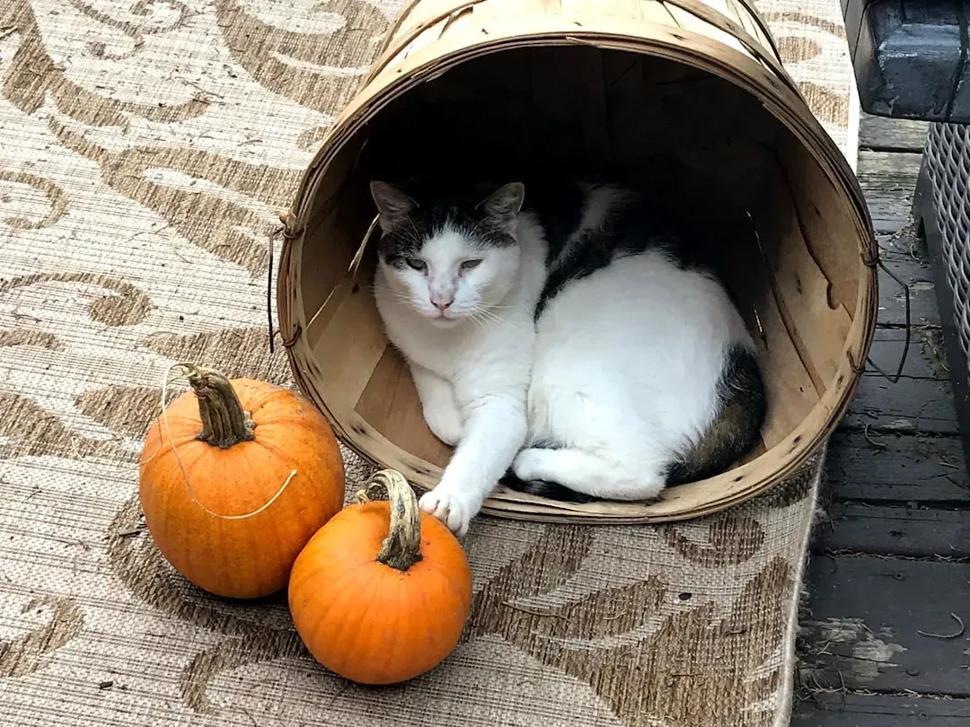 Is Pumpkin Actually Safe for Your Cat? (Image Credits: Unsplash)