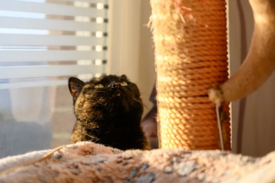 Conclusion: Your Home, Their World (Image Credits: Unsplash)