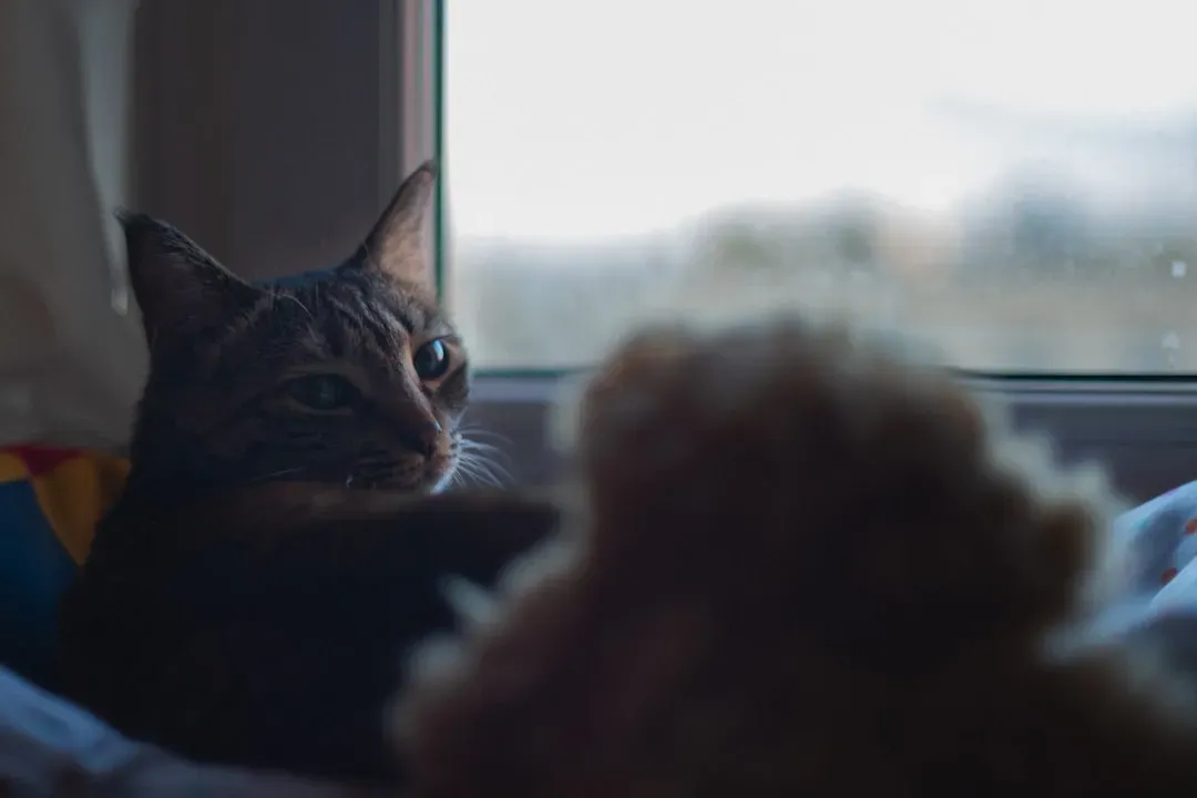 Your Cat Is Not Nocturnal. She's Something More Interesting. (Image Credits: Unsplash)