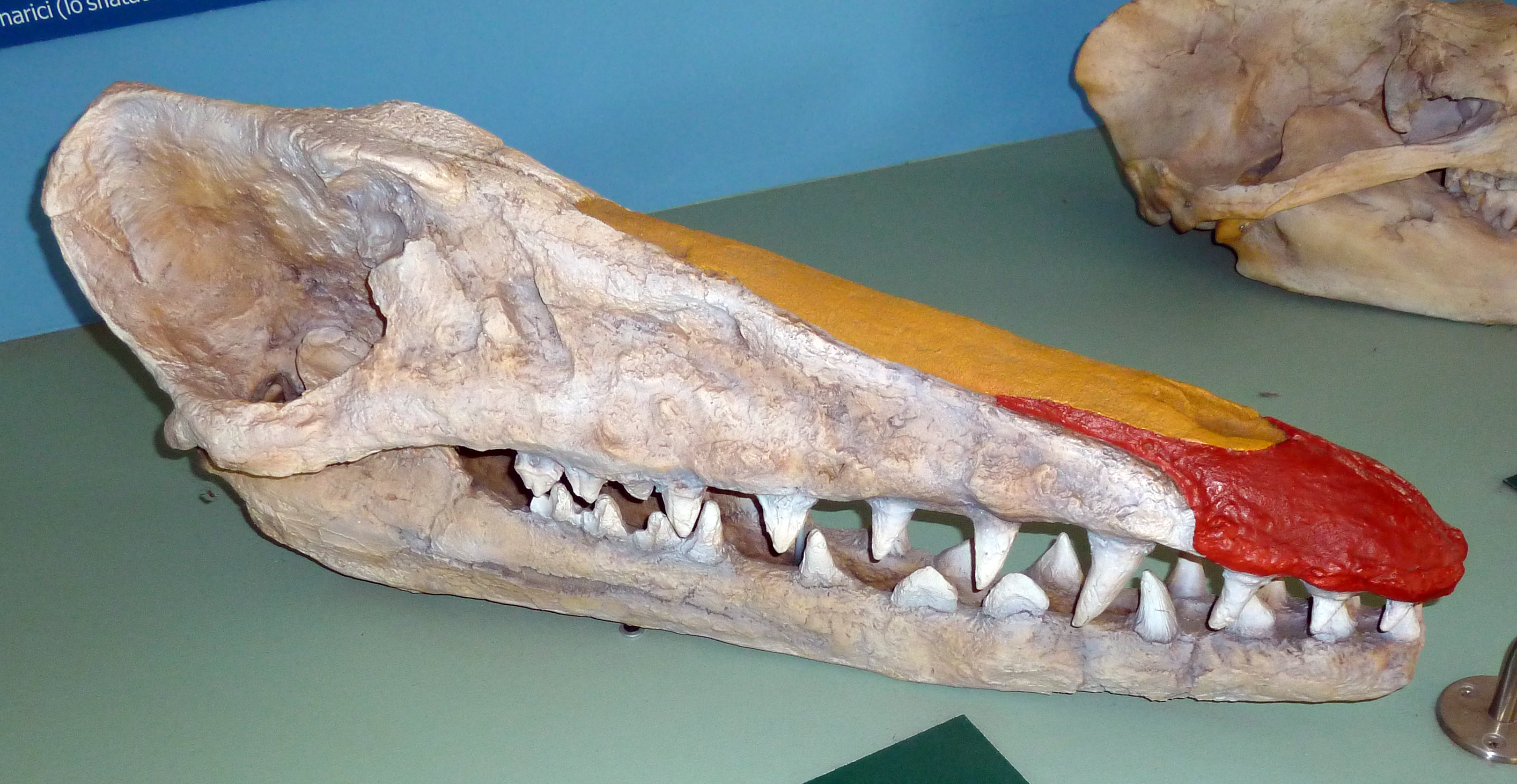 Ears That Changed Everything (Image Credits: Wikimedia)