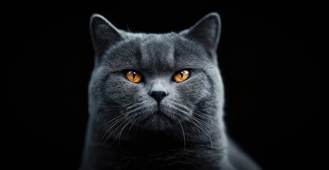 British Shorthair (Image Credits: Unsplash)