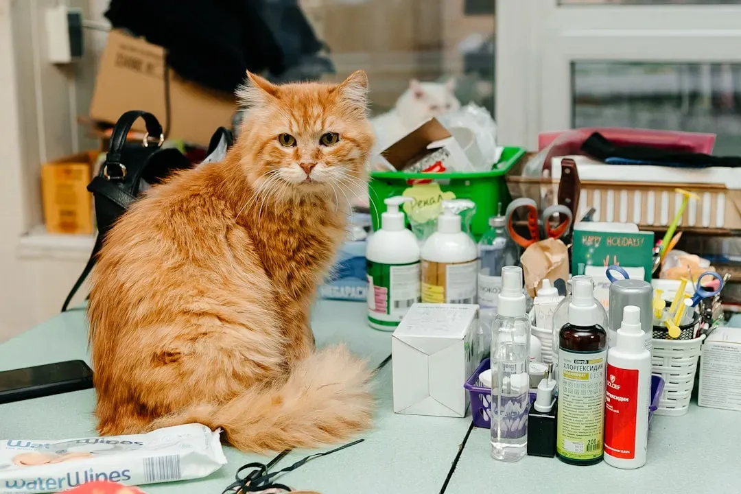Human Medications Left Within Paw's Reach (Image Credits: Unsplash)