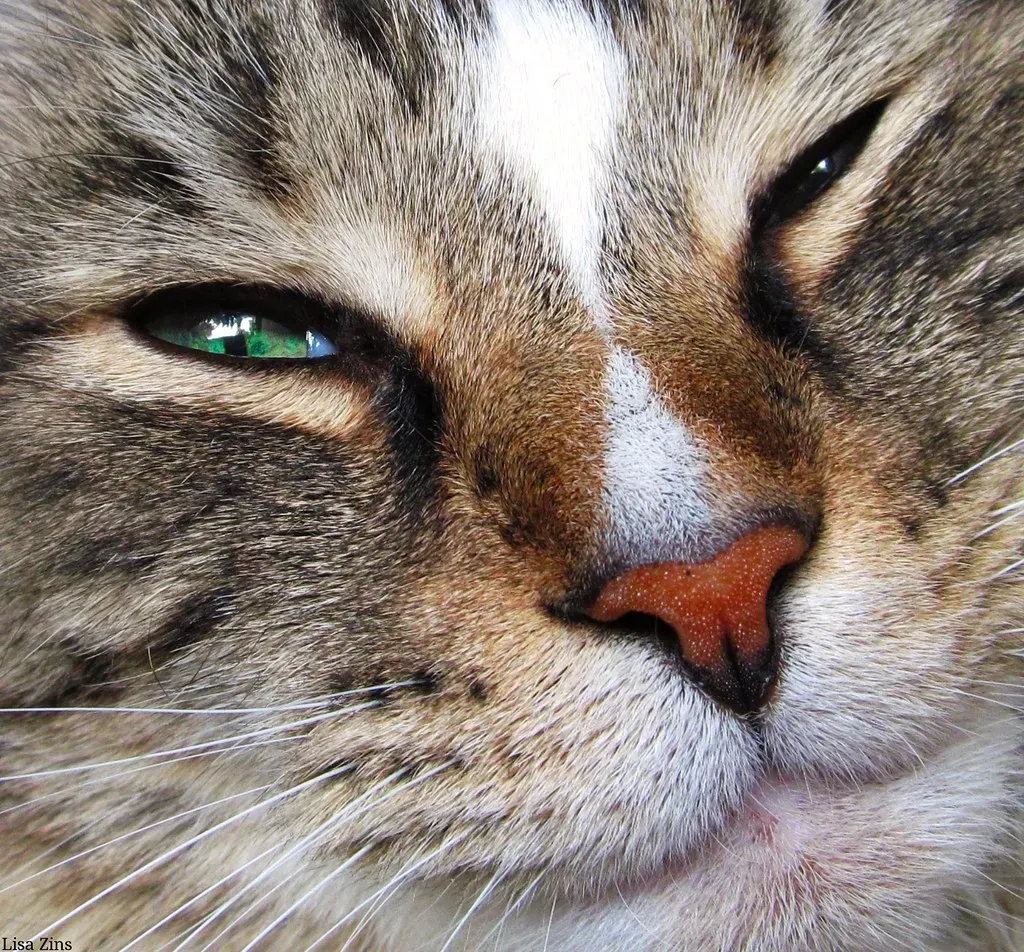 Your Cat Is Smiling at You (Lisa Zins, Flickr, CC BY 2.0)