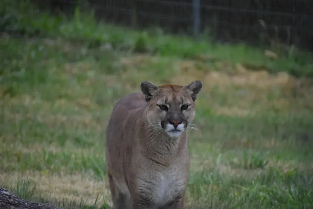 6. Encounters With Wild Cats Are Extremely Rare – And Attacks Even Rarer (Image Credits: Unsplash)