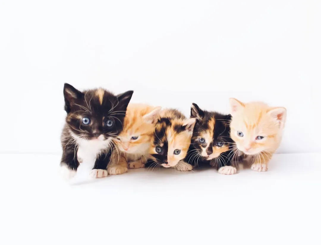 #9 - Kittens Learn Bunting From Their Mothers (Image Credits: Unsplash)