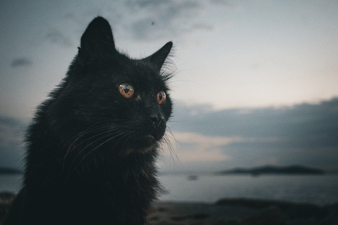 Your Cat Isn't Actually Nocturnal (Image Credits: Unsplash)