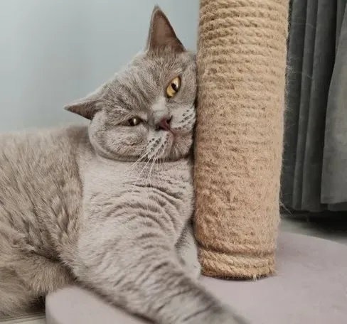 #11 - What Vets Wish You Knew About the Scratching Post Silence (Image Credits: Pexels)
