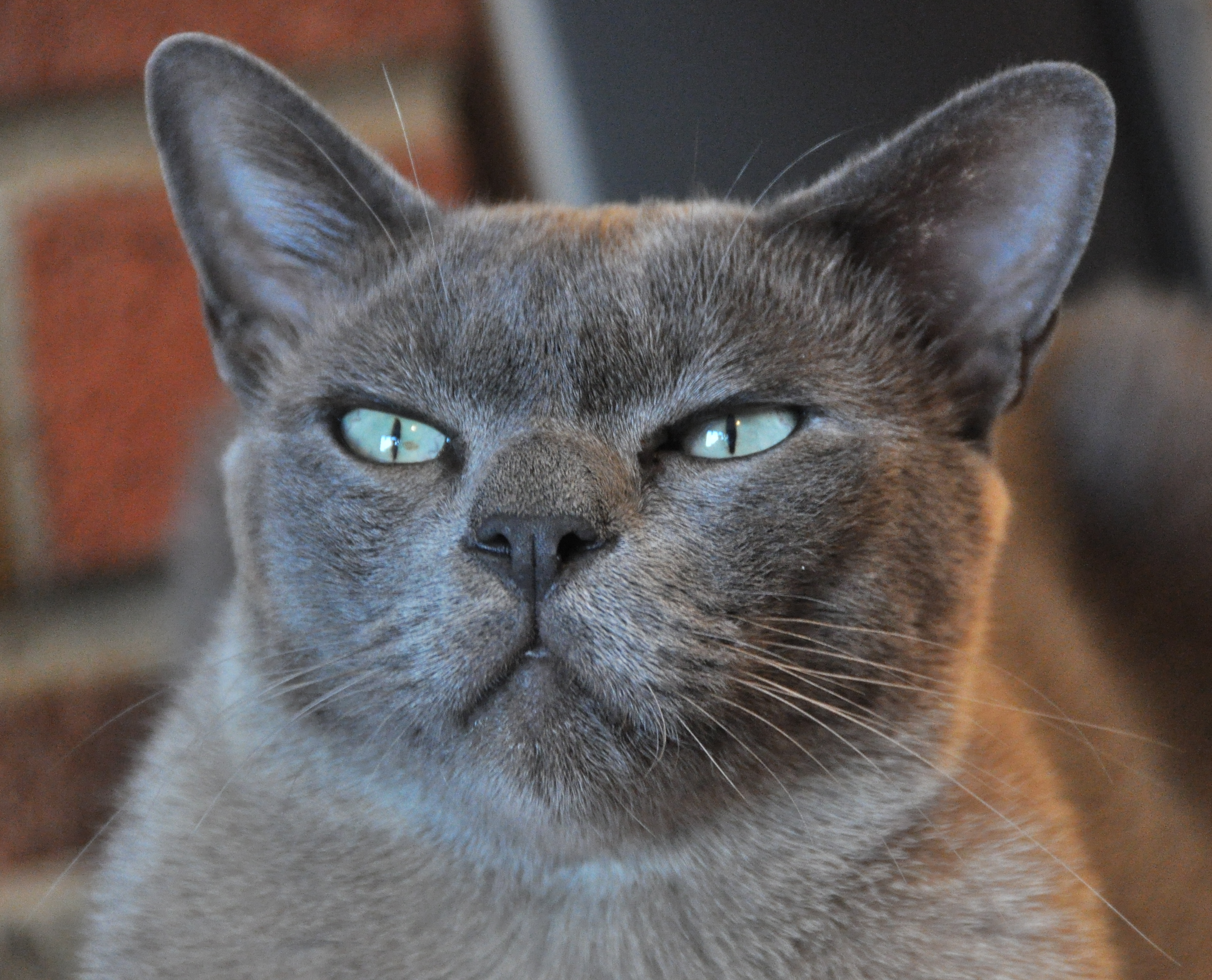 Half-Closed Eyes Communicate Safety and Contentment (Image Credits: Wikimedia)