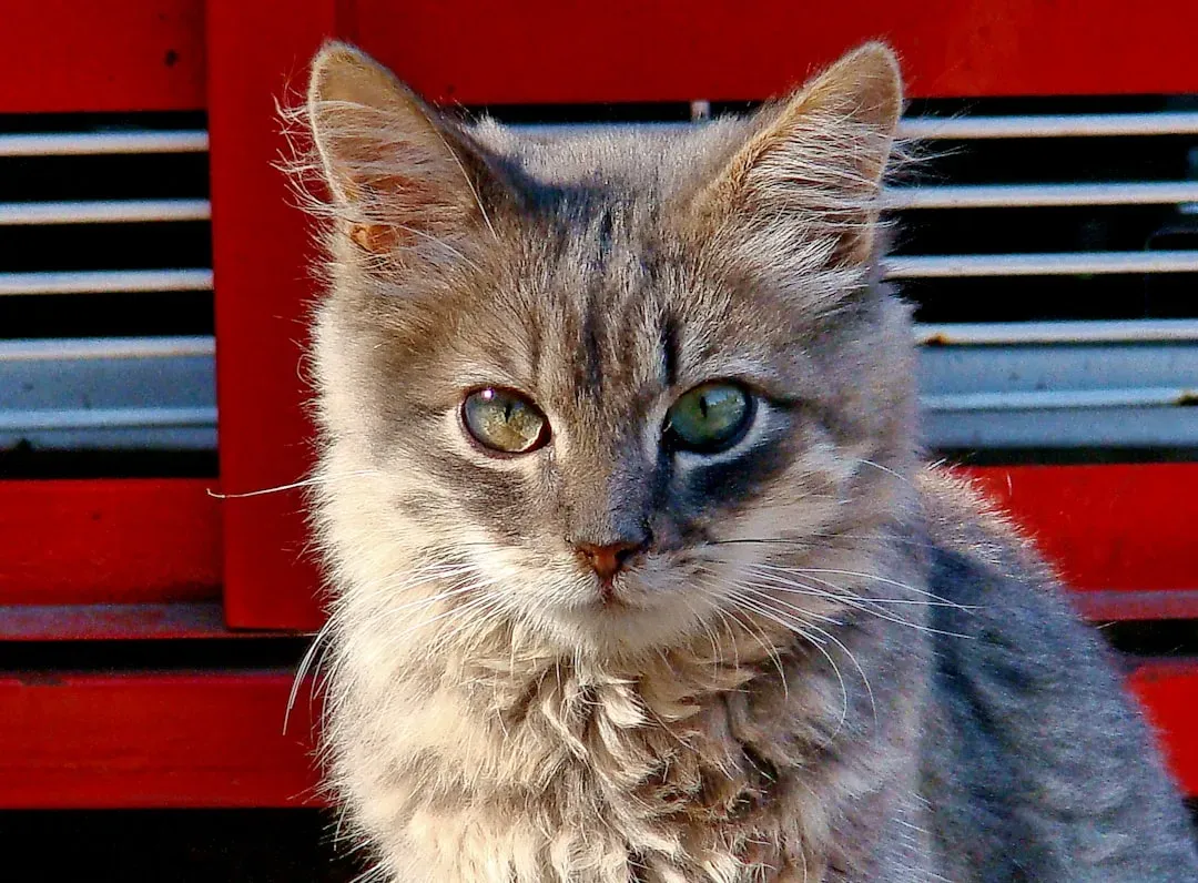 1. Cats Are Cold and Emotionally Detached (Image Credits: Unsplash)