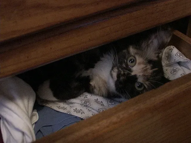 6. Inside an Open Drawer (quinn.anya, Flickr, CC BY-SA 2.0)