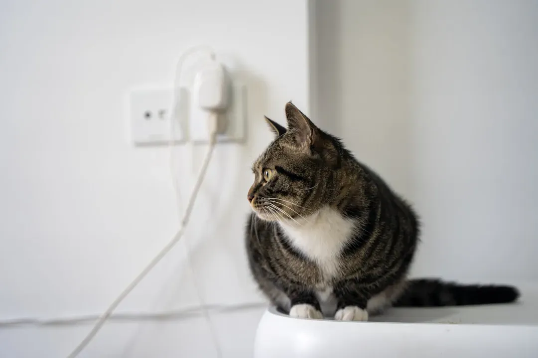 Electrical Cords: The Forbidden Toy (Image Credits: Unsplash)