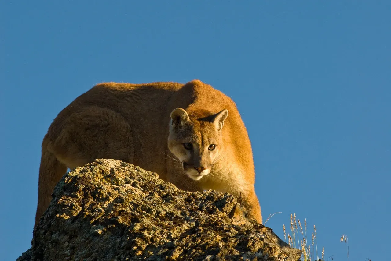Reading the Crouch: Predator Instinct or Defensive Posture? (Image Credits: Pixabay)