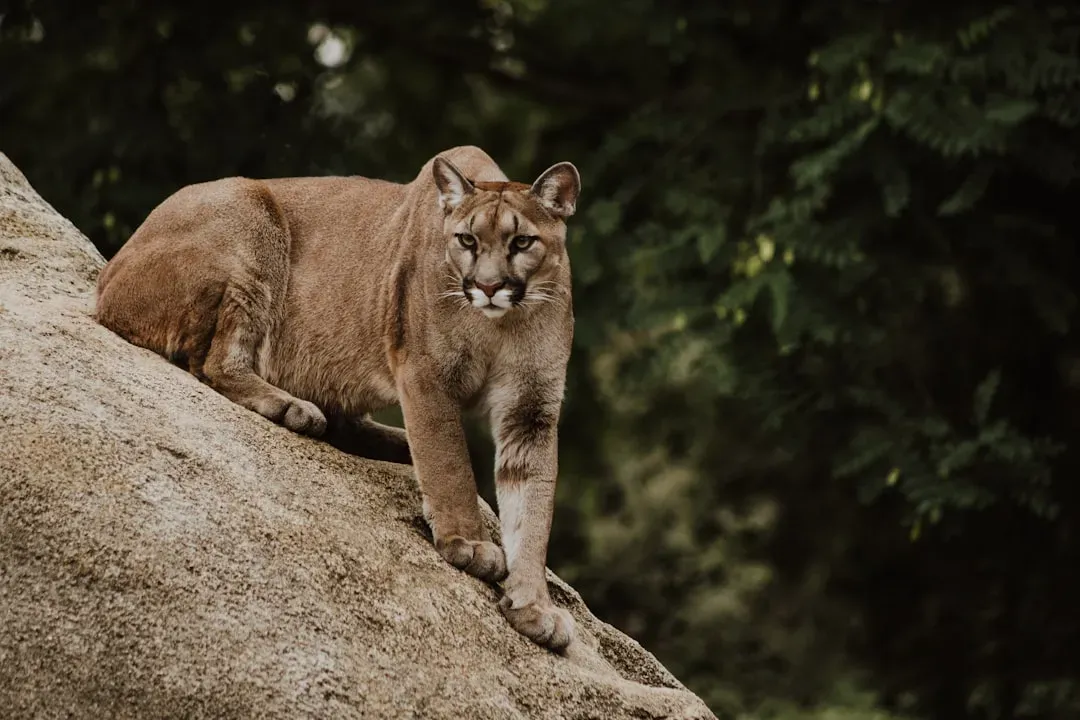 Mountain Lion: The Phantom of the West (Image Credits: Unsplash)